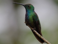 FL6A2574Green-breasted_Mango