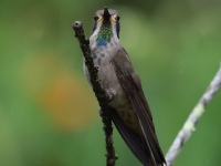 FL6A2576Brown_Violetear