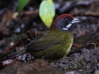 FL6A2580Sooty-faced_Finch