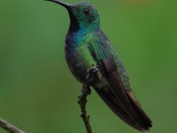 FL6A2587Green-breasted_Mango
