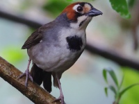 FL6A2668Cabanis_Ground-Sparrow