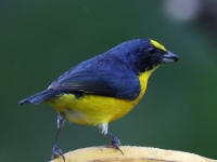FL6A2687Yellow-throated_Euphonia
