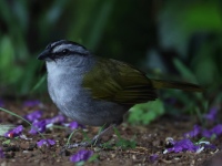 FL6A2728Black-striped_Sparrow
