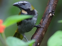 FL6A2738Buff-throated_Saltator