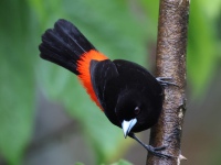 FL6A2746Scarlet-rumped_Tanager