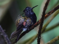 FL6A2794Black-bellied_Hummingbird