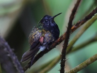 FL6A2797Black-bellied_Hummingbird