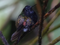 FL6A2824Black-bellied_Hummingbird