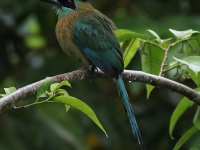 FL6A2830Lessons_Motmot