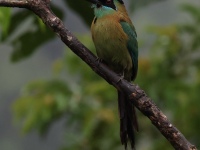 FL6A2957Lessons_Motmot