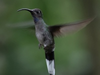 FL6A3095Violet_Sabrewing