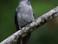 FL6A3120Violet_Sabrewing
