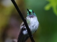 FL6A3134White-bellied_Mountain-Gem