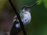 FL6A3155White-bellied_Mountain-Gem