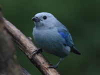 FL6A3280Blue-gray_Tanager