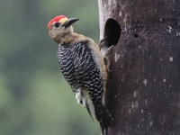FL6A3280Red-crowned_Woodpecker