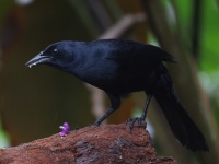 FL6A3304Melodious_Blackbird