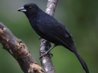 FL6A3352White-lined_Tanager