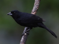 FL6A3358White-lined_Tanager