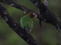 FL6A3464Brown-hooded_Parrot