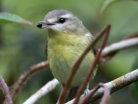 FL6A3492Philadelphia_Vireo