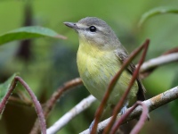 FL6A3494Philadelphia_Vireo