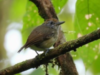 FL6A3743Streaked-crowned_Antvireo