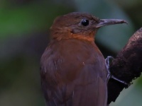 FL6A3817Middle_American_Leaftosser-topaz FL6A3817Middle_American_Leaftosser-topaz