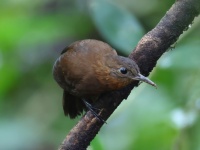 FL6A3841Middle_American_Leaftosser-topaz FL6A3841Middle_American_Leaftosser-topaz