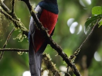 FL6A3992Lattice-tailed_Trogon