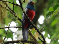 FL6A4096Lattice-tailed_Trogon