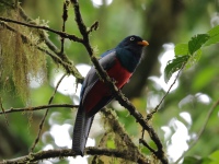 FL6A4133Lattice-tailed_Trogon
