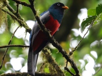 FL6A4143Lattice-tailed_Trogon