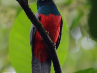 FL6A4178Lattice-tailed_Trogon