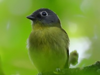 FL6A4259Gray-headed_Piprites