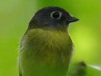 FL6A4296Gray-headed_Piprites