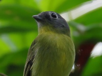 FL6A4357Gray-headed_Piprites