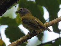 FL6A4402Gray-headed_Piprites