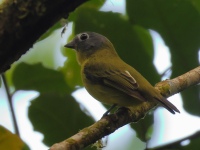 FL6A4404Gray-headed_Piprites