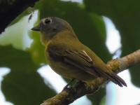 FL6A4406Gray-headed_Piprites