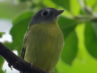 FL6A4472Gray-headed_Piprites