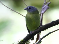 FL6A4493Gray-headed_Piprites