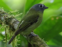 FL6A4526Gray-headed_Piprites