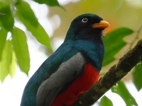 FL6A4553Lattice-tailed_Trogon