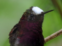 FL6A4692Snowcap