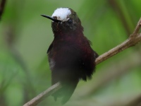 FL6A4709Snowcap