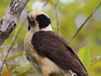 FL6A4794Laughing_Falcon