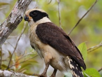 FL6A4807Laughing_Falcon