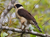 FL6A4811Laughing_Falcon