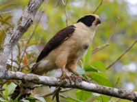 FL6A4832Laughing_Falcon